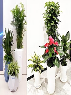 宁波鄞州植物租摆，价格超实惠，绿植装饰新选择！